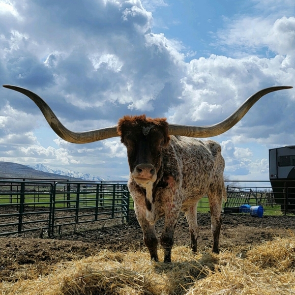 Meet your Posher, Carley - Picture 3 of 6